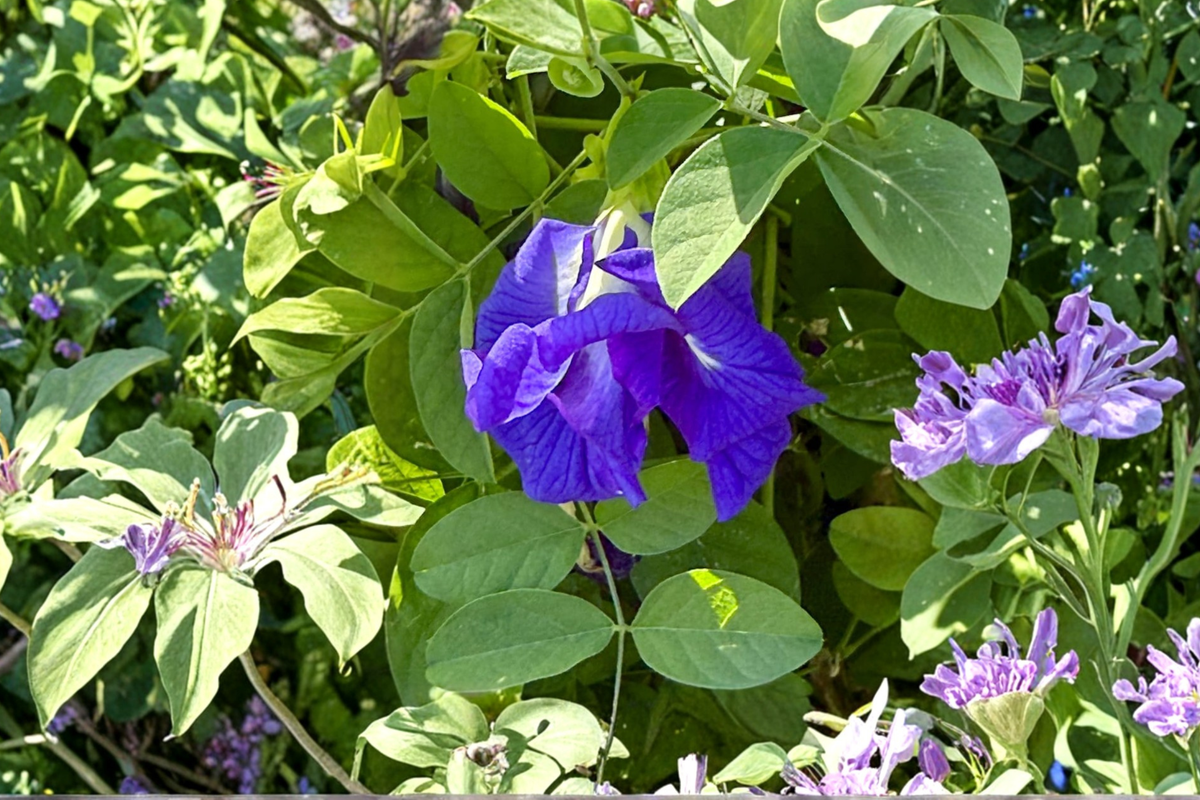 Blue Butterfly Pea Seeds, Clitoria Ternatea, Double Flower, Ornamental Climbing Vine, Garden Plant, 35+ Seeds
