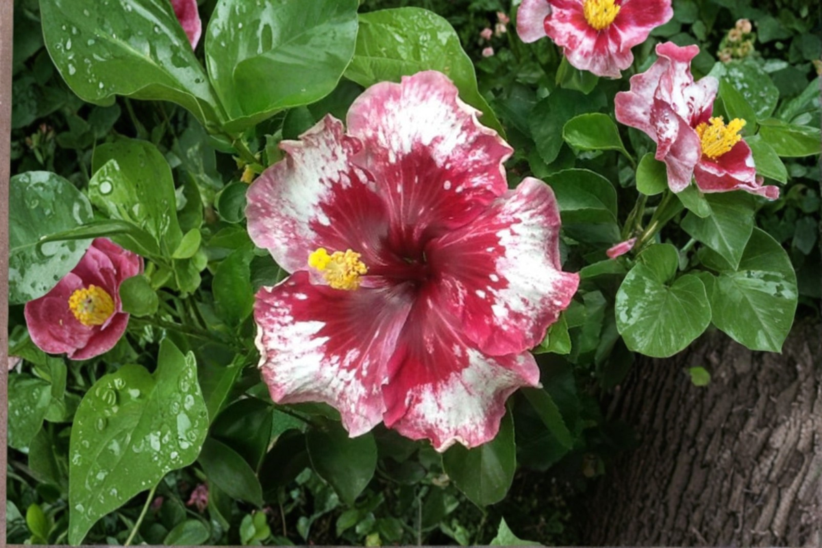 White and Red Giant Hibiscus Seeds – Tropical Flowering Plant for Indoor & Outdoor Gardens, Hibiscus spp.