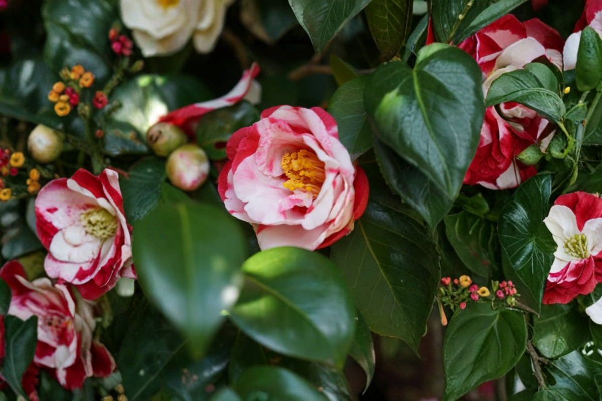 Iwane-Shibori Camellia Japonica Live Starter Plant with Bicolor Blooms in Pot