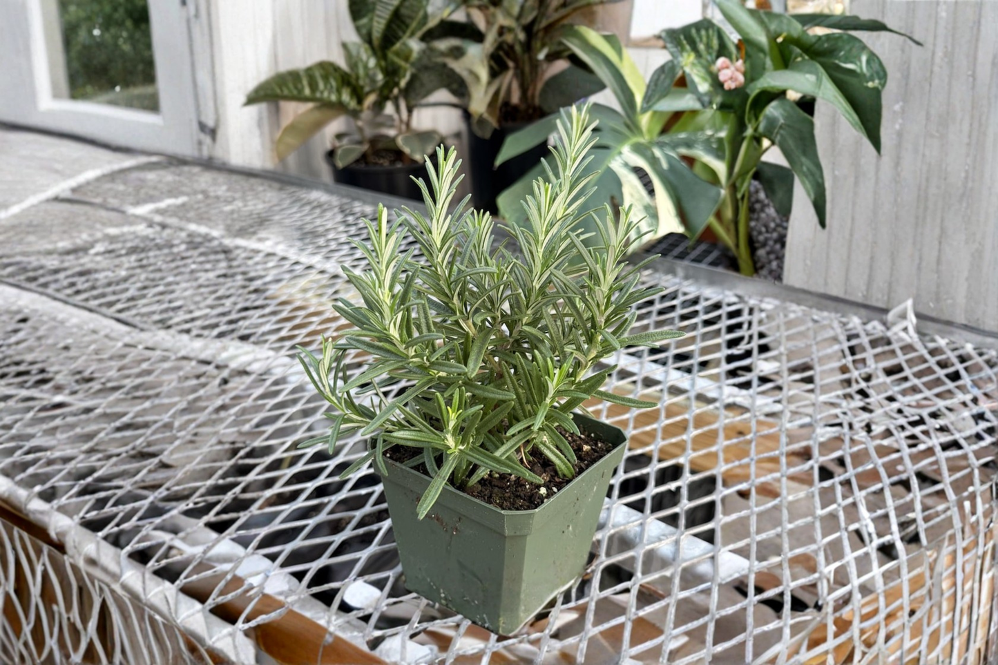 Organic Rosemary Herb Plant 4 Inch | Fragrant Culinary Herb | Indoor & Outdoor | Salvia rosmarinus