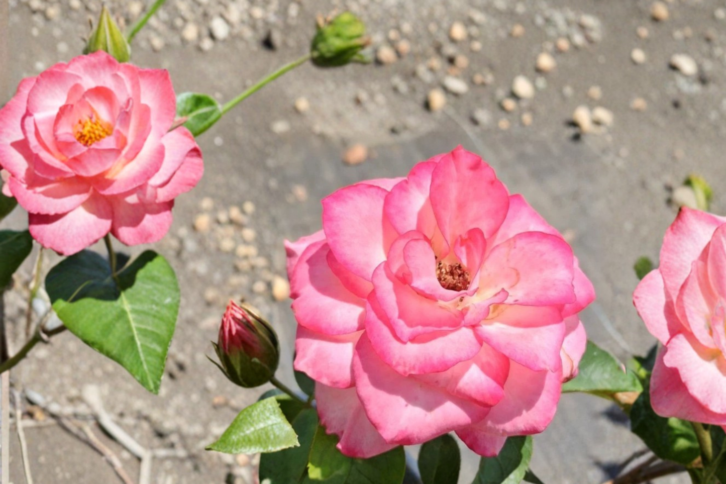 Nichole Floribunda Rose Plant 1 Gal - White Pink Everblooming Shrub for Garden, Landscape, Outdoor