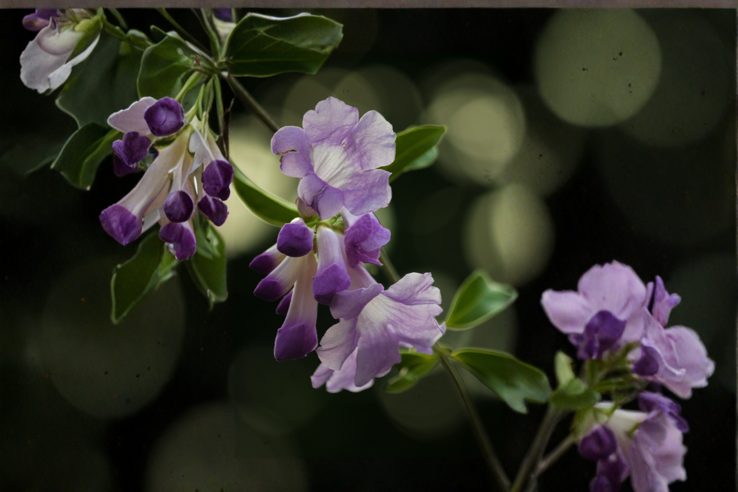 Garlic Vine Live Starter Plant - Mansoa alliacea with Purple Trumpet Flowers