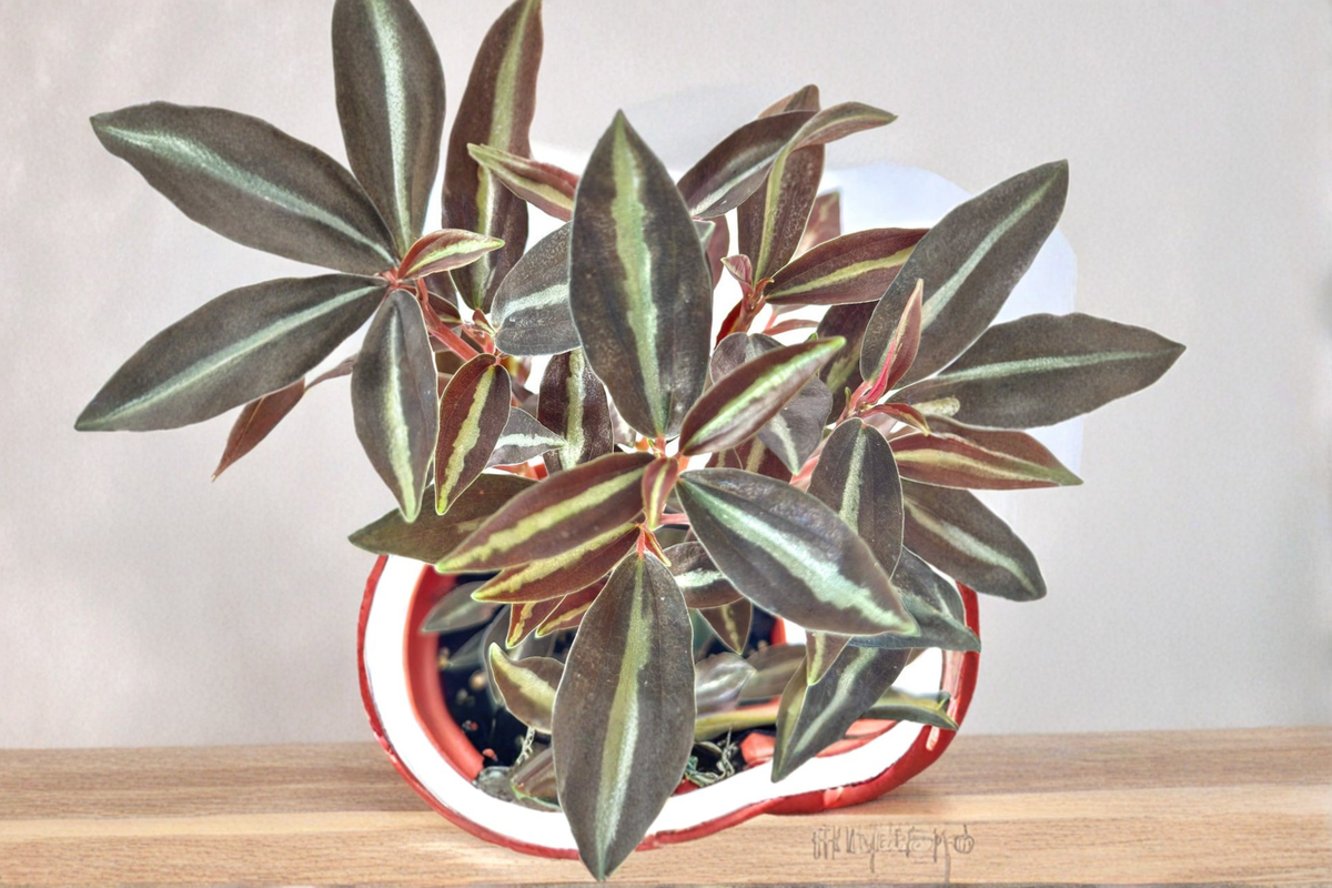 Peperomia Metallica Live Plant – Indoor Tropical Houseplant in 4-Inch Pot, Pet Friendly, Deep Green Metallic Foliage, Compact Growth