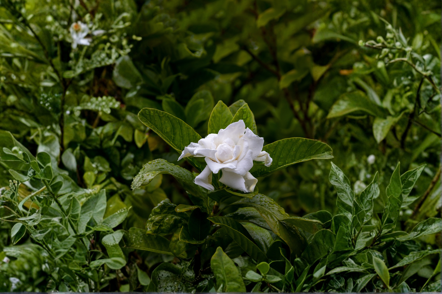 Florida Gardenia Crape Jasmine Live Starter Plant – Double White Flowers – Tabernaemontana divaricata