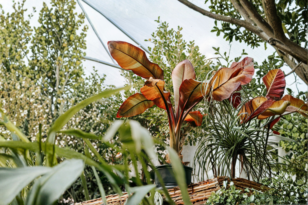 Red Abyssinian Banana Live Plant - Ensete ventricosum 'Maurelii' in 3 Inch Pot