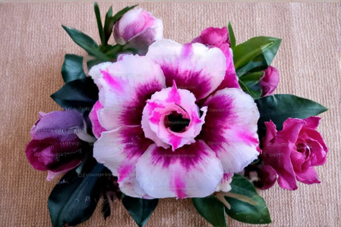 Triple Crown Desert Rose Seeds | Adenium Obesum Flowering Succulent for Indoor & Outdoor Gardens