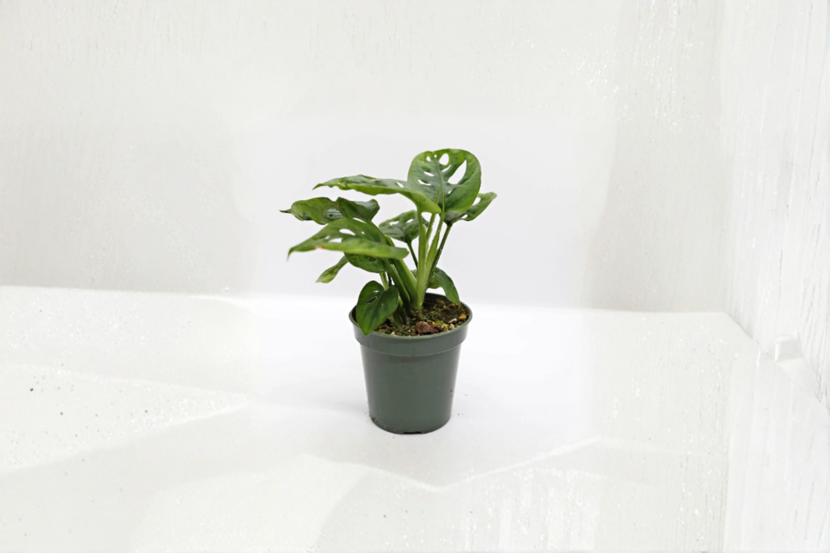 Monstera Adansonii Live Houseplant, 2-4 Inch Pot, Swiss Cheese Plant, Tropical Climbing Vine, Indoor Plant, Rooted Green Foliage