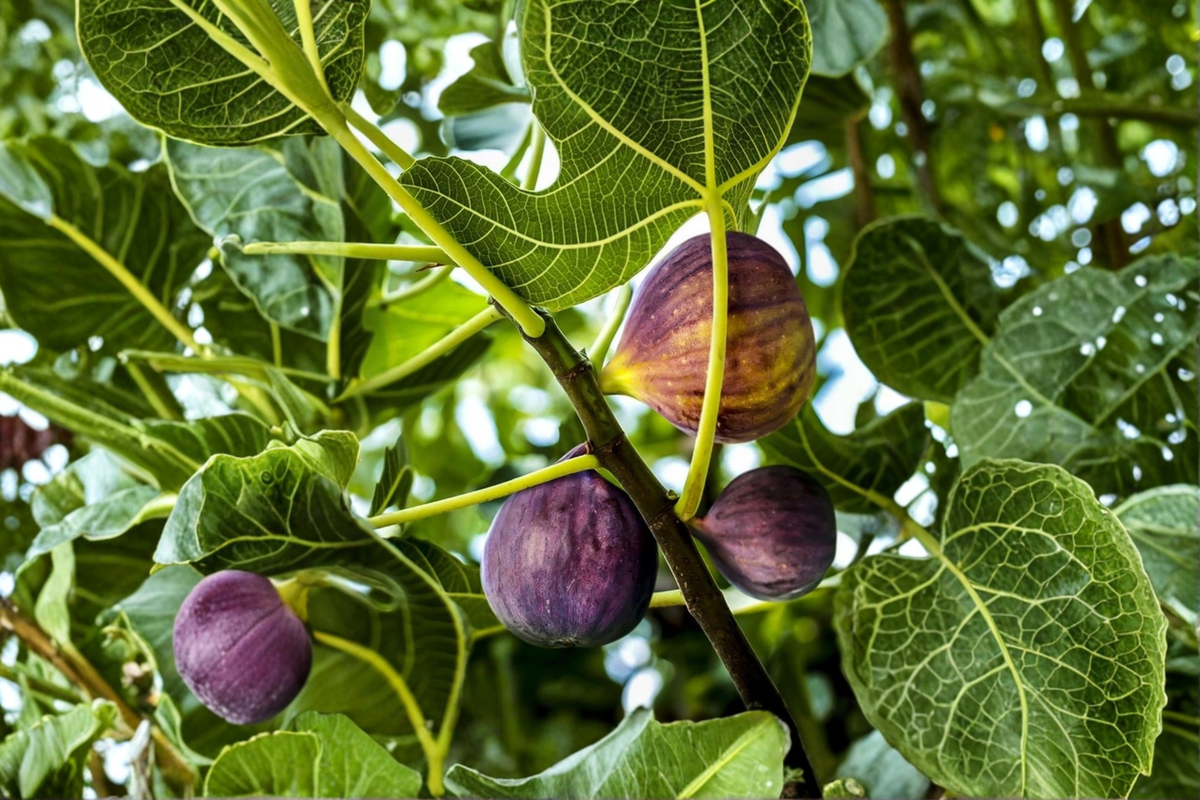 Brown Turkey Fig Tree Live Plant – 2ft Tall, Air Layered, Fruit-Producing, Ficus carica, Backyard & Container Growing