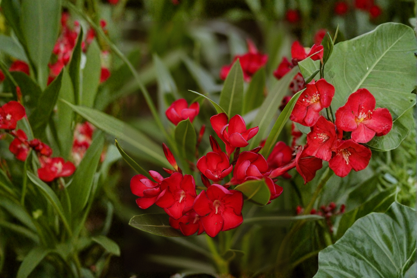 Red Oleander Live Plant in 4 Inch Starter Pot - Nerium oleander