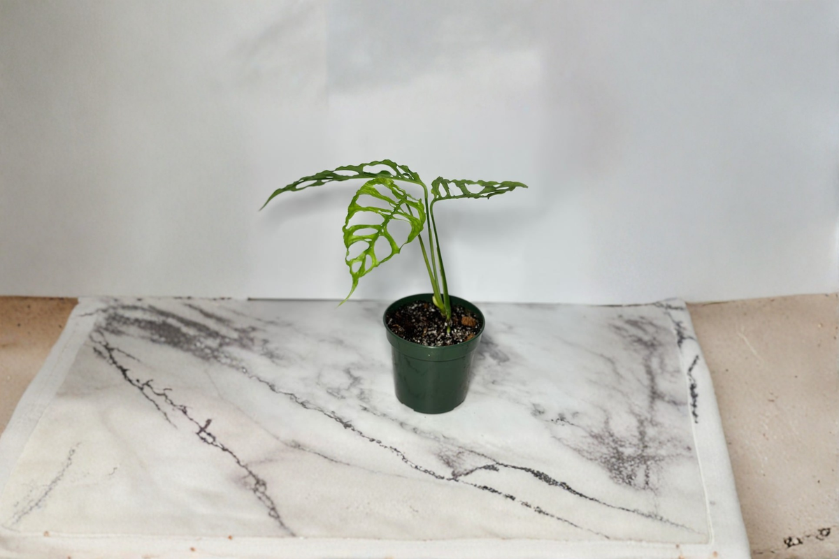 Monstera Obliqua Peru Live Plant | Rare Fenestrated Tropical Houseplant | Rooted Starter Cutting | Indoor Greenery