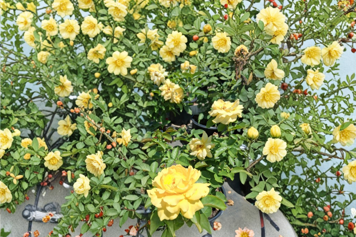 Live Rose Plant - 1 Gal Julia Child Butter Gold Rose Bush, Yellow Floribunda, Flowering Shrub, Rosa spp.
