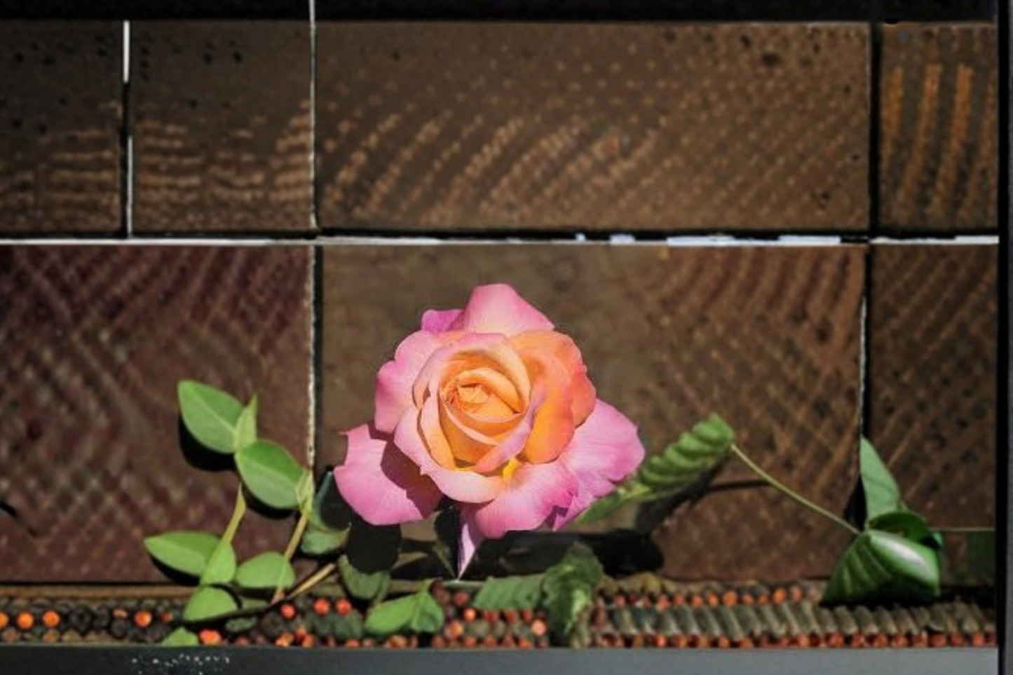 Chicago Peace Hybrid Tea Rose Live Plant, 1 Gal Pink & Yellow Blooms, Flowering Rose Bush for Garden Outdoor
