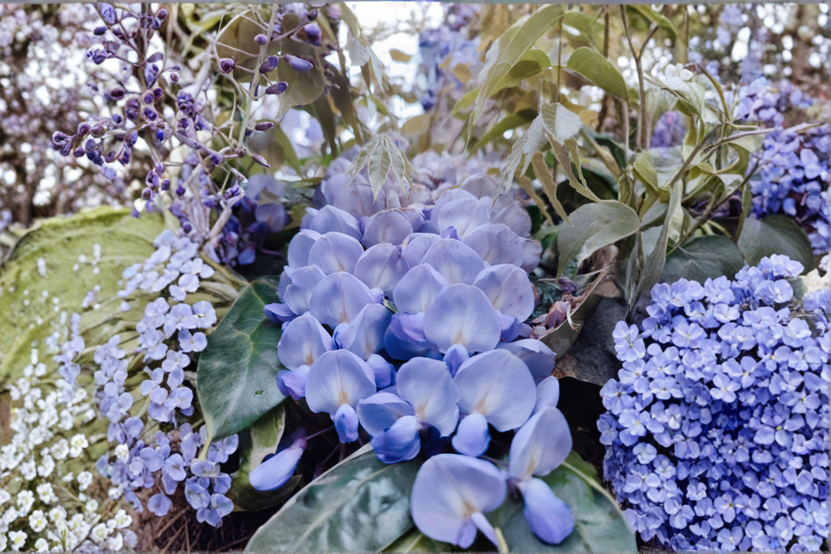 Blue Moon Wisteria Live Plant 6-14 Inches Tall | Hardy Perennial Climbing Vine
