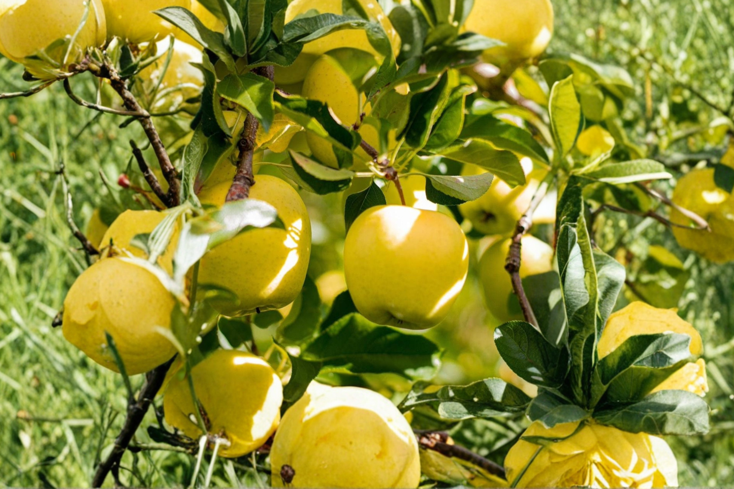 Golden Delicious Apple Tree – 4-6 Ft Live Fruit Tree, Malus domestica for Orchard & Garden