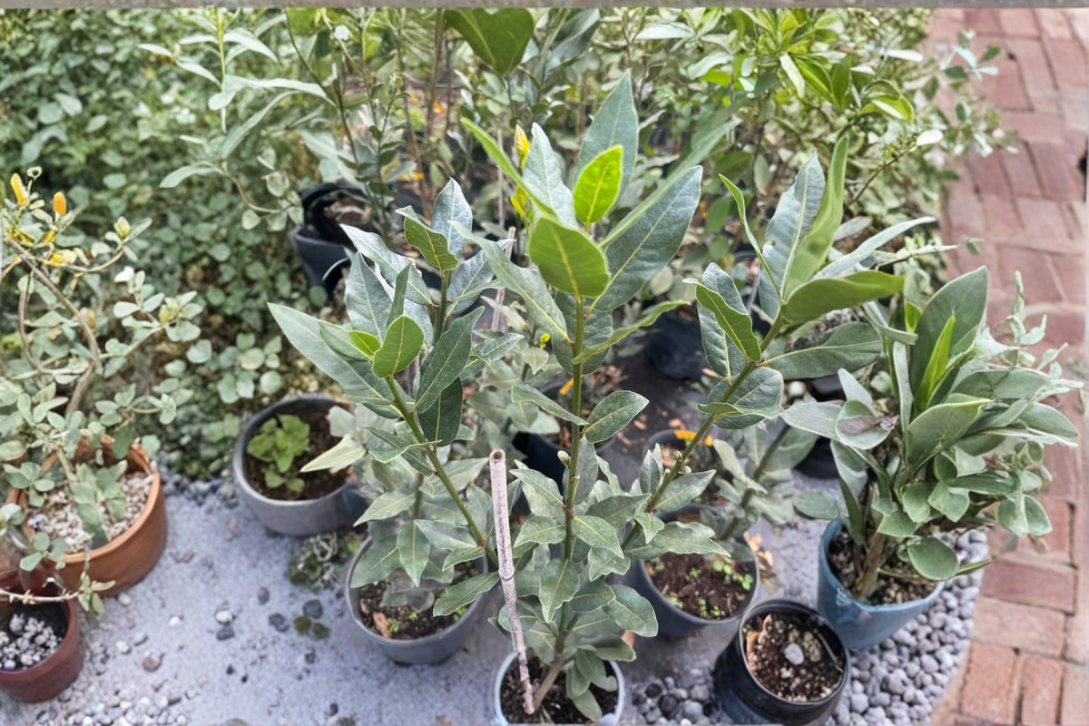 Live Bay Laurel Tree 3-4ft Tall Laurus nobilis Culinary Herb Evergreen Garden Plant