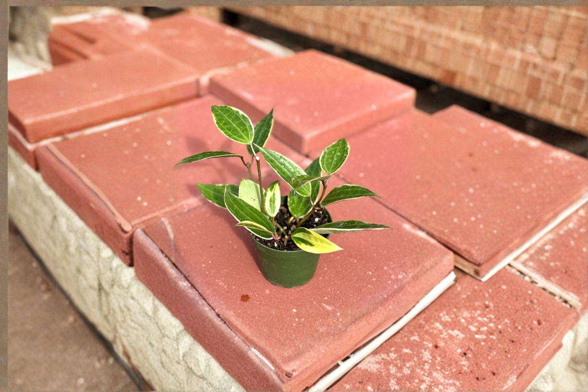 Hoya Macrophylla Variegata Live Plant – 4 Inch Variegated Tropical Houseplant, Rare Indoor Starter, Green & Cream Foliage
