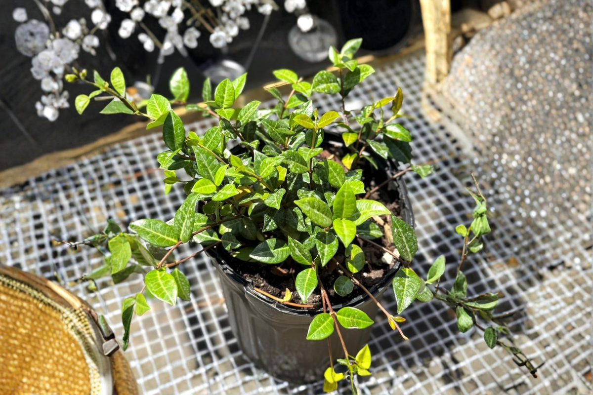 Asiatic Jasmine Minima Live Plant 2-Inch Pot Groundcover Vine Indoor Outdoor Evergreen Foliage Trachelospermum asiaticum