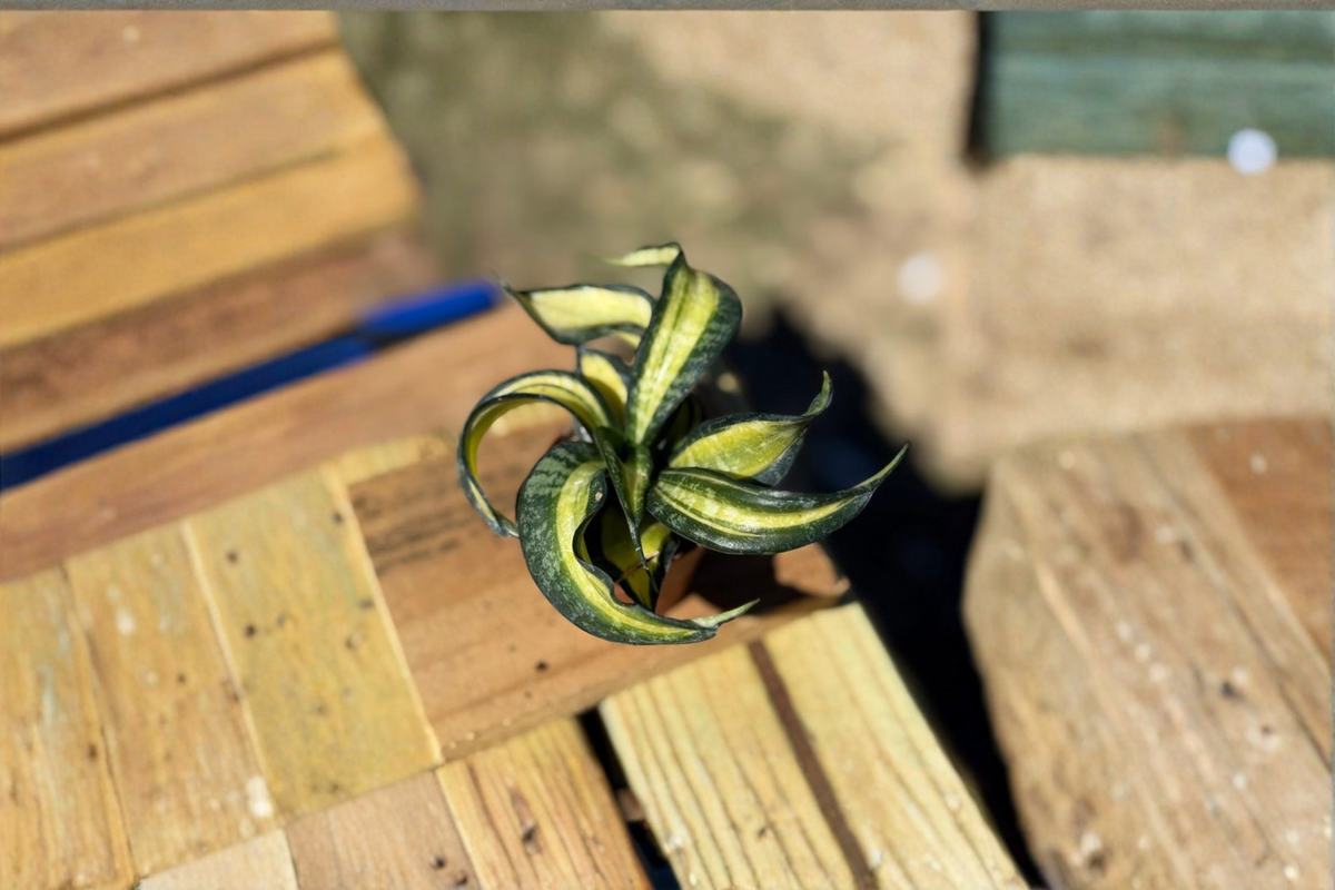 Spiral Snake Plant Live Indoor Houseplant 2 Inch Pot Dracaena trifasciata Beginner Friendly Decor