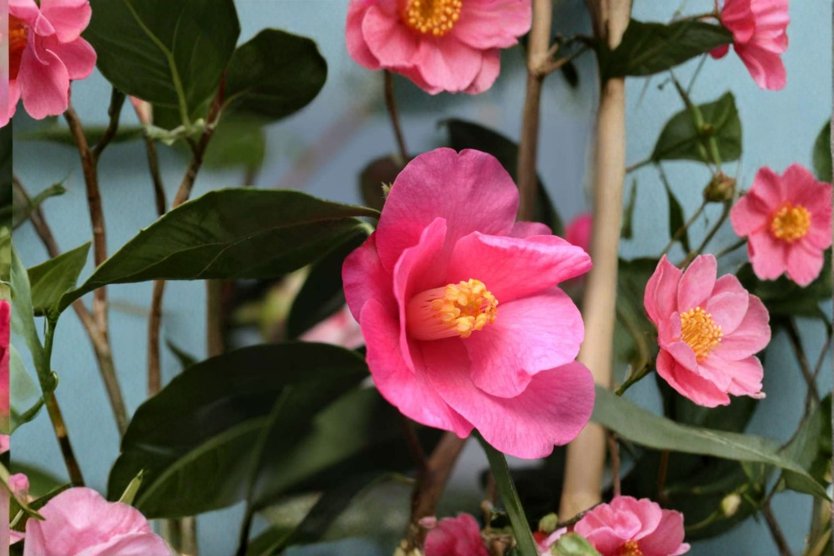 Japanese Camellia ‘Crimson Candles’ 3 Gallon Evergreen Flowering Shrub, Camellia japonica Red Blooms, Shade Garden Plant