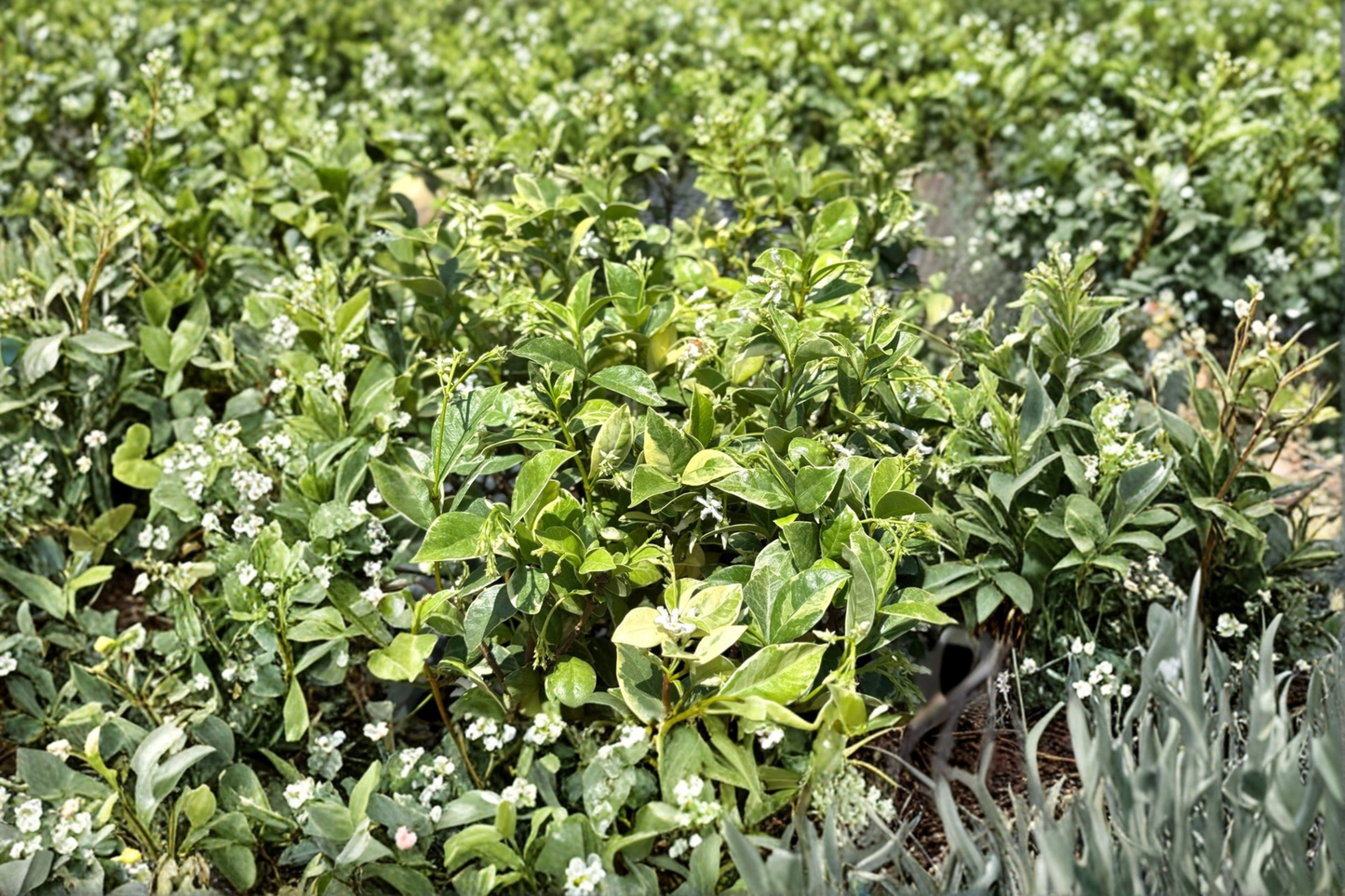 Variegated Confederate Jasmine Live Plant | 2-Inch Pot | Evergreen Vine with Green & Cream Foliage | Trachelospermum jasminoides 'Variegatum'