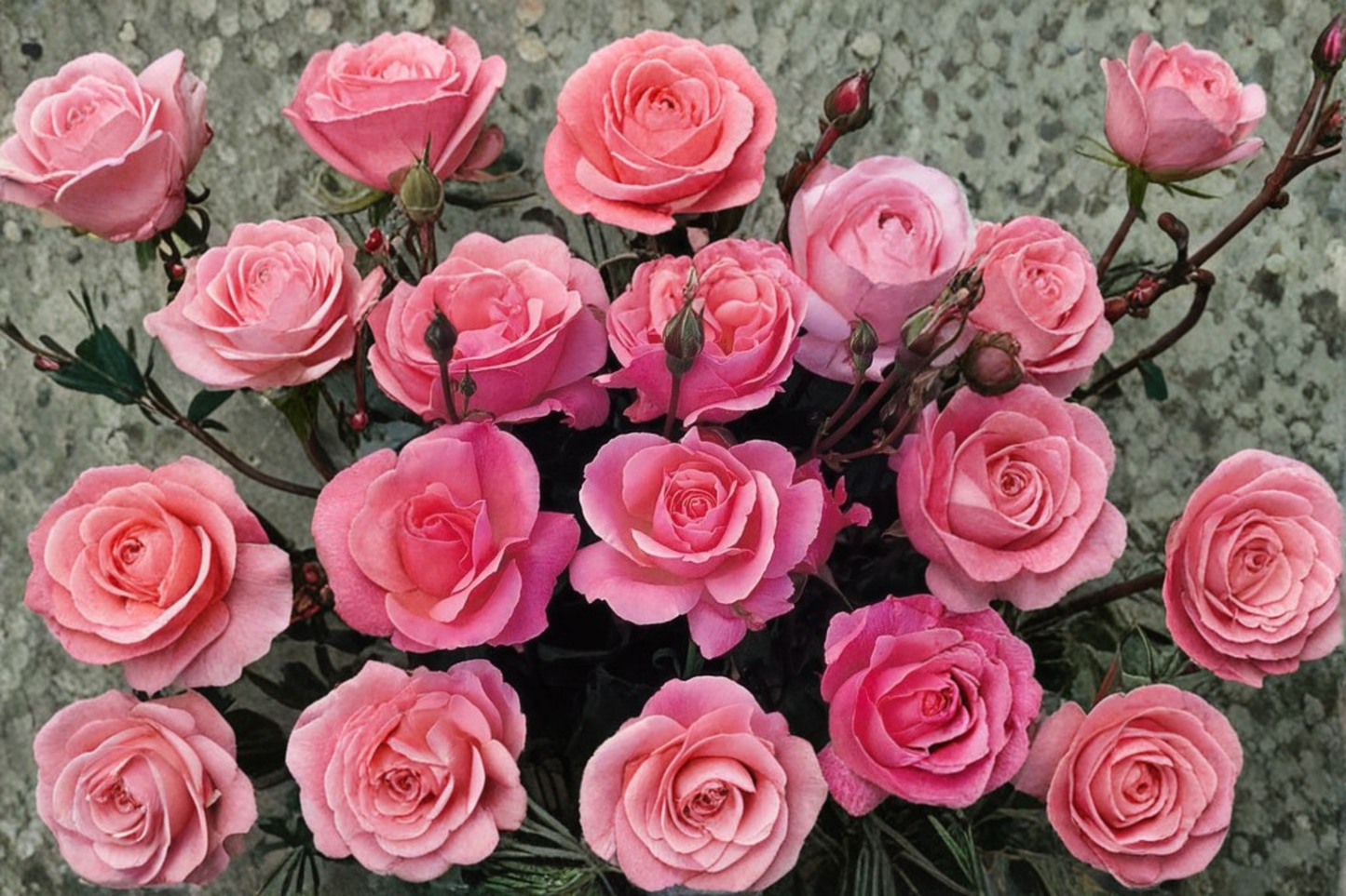 Climbing Rose Plant 3-Gallon Salmon Pink Flowering Garden Vine Rosa 'Climbing America'