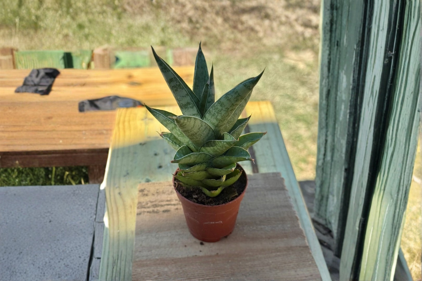 Sansevieria Green Pagoda Live Plant, 2 Inch Pot, Rare Snake Plant, Indoor Houseplant, Beginner Friendly, Dracaena trifasciata Cultivar