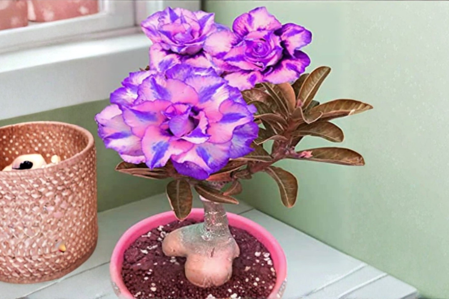 Rare Purple Pink Desert Rose Seeds | Adenium Obesum Succulent Flower Plant for Indoor Outdoor Growing
