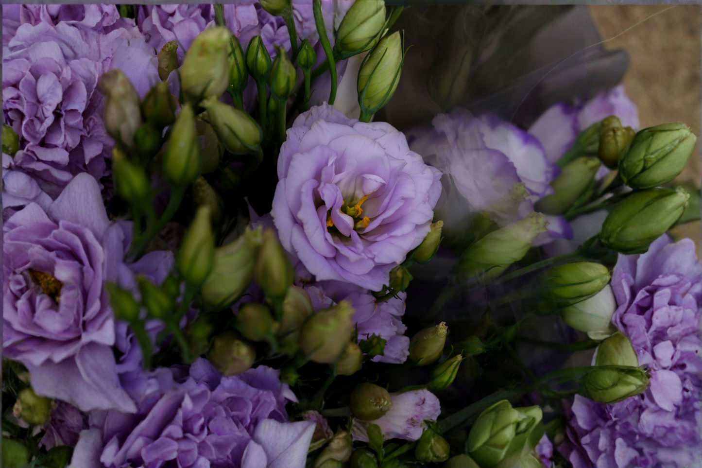 4 Lisianthus Chateau Blue Live Starter Plugs – Eustoma grandiflorum with Rose-Like Blue Blooms