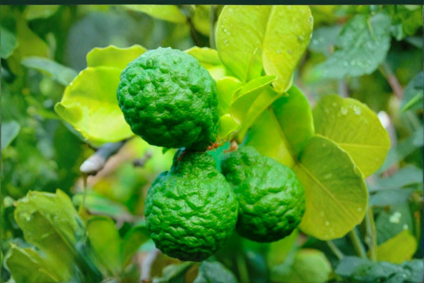 Makrut Lime Seeds, Citrus hystrix, Tropical Citrus Fruit Tree for Indoor Outdoor Container Gardening