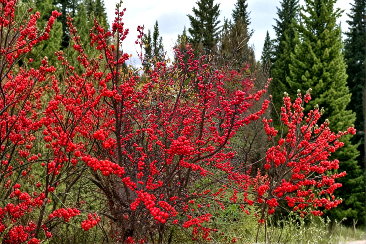 Winter Red Winterberry Live Plant, 1-Gallon Pot, Bright Red Berries, Ilex verticillata, Deciduous Shrub for Garden Landscape