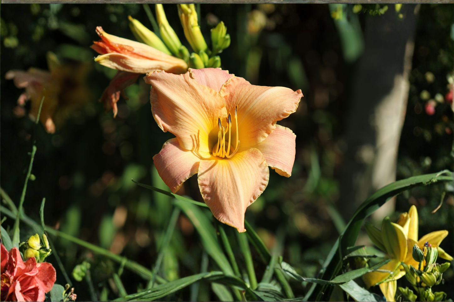 Apricot Sparkles Daylily Live Plants, 3 Rooted Starters in 1 Qt Pots, Apricot Blooms, Perennial Garden Flower, Hemerocallis