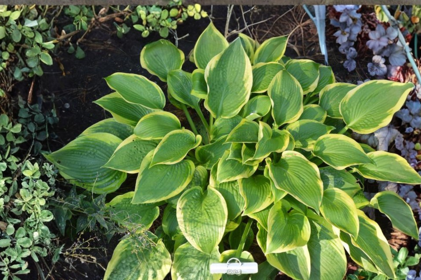 Hosta Twin Cities 3-Inch Pot Green Yellow Foliage Shade Perennial Garden Plant