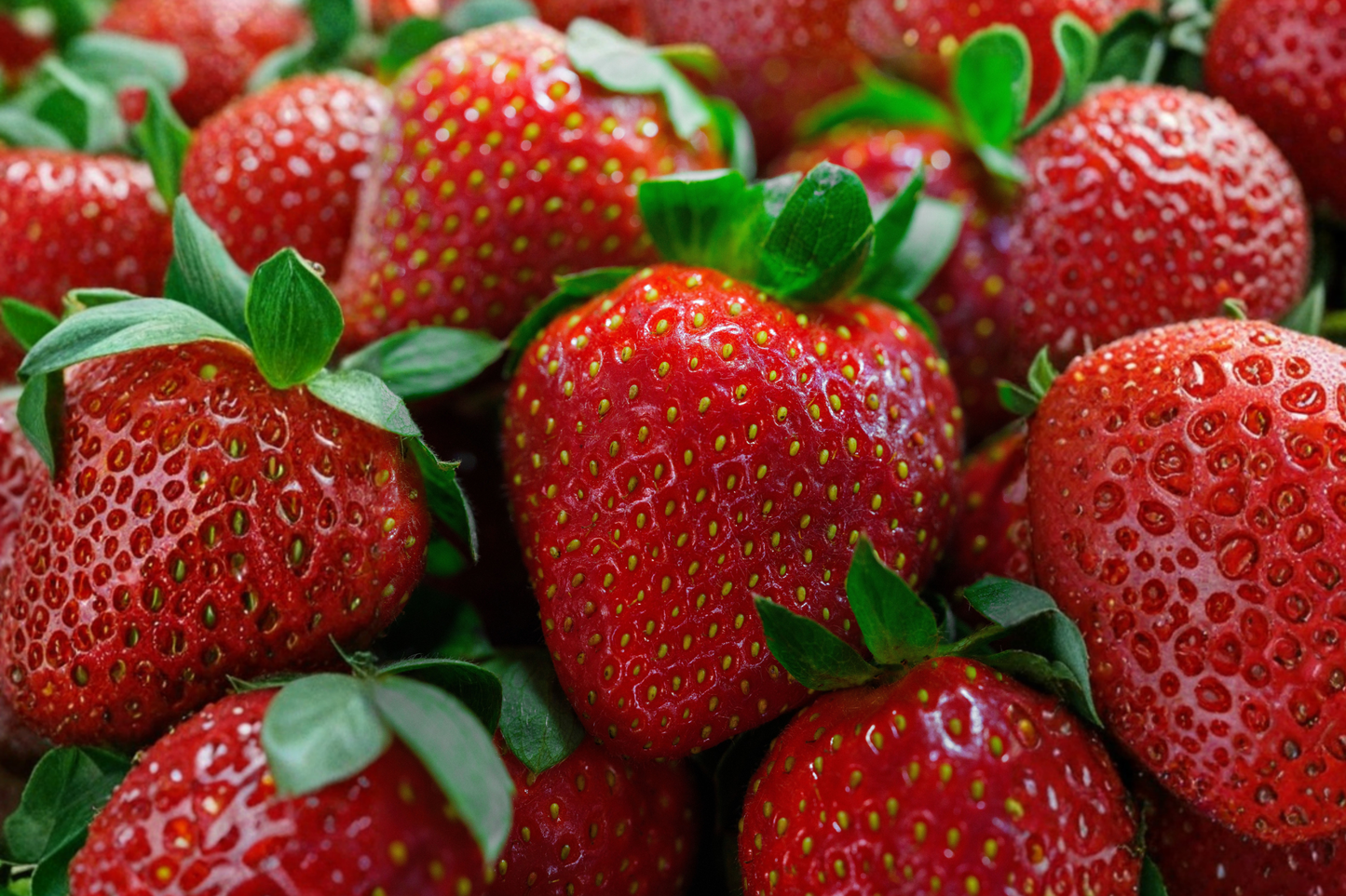 Honeoye Junebearing Strawberry Bare Root Plants (25 Pack) | Fragaria × ananassa