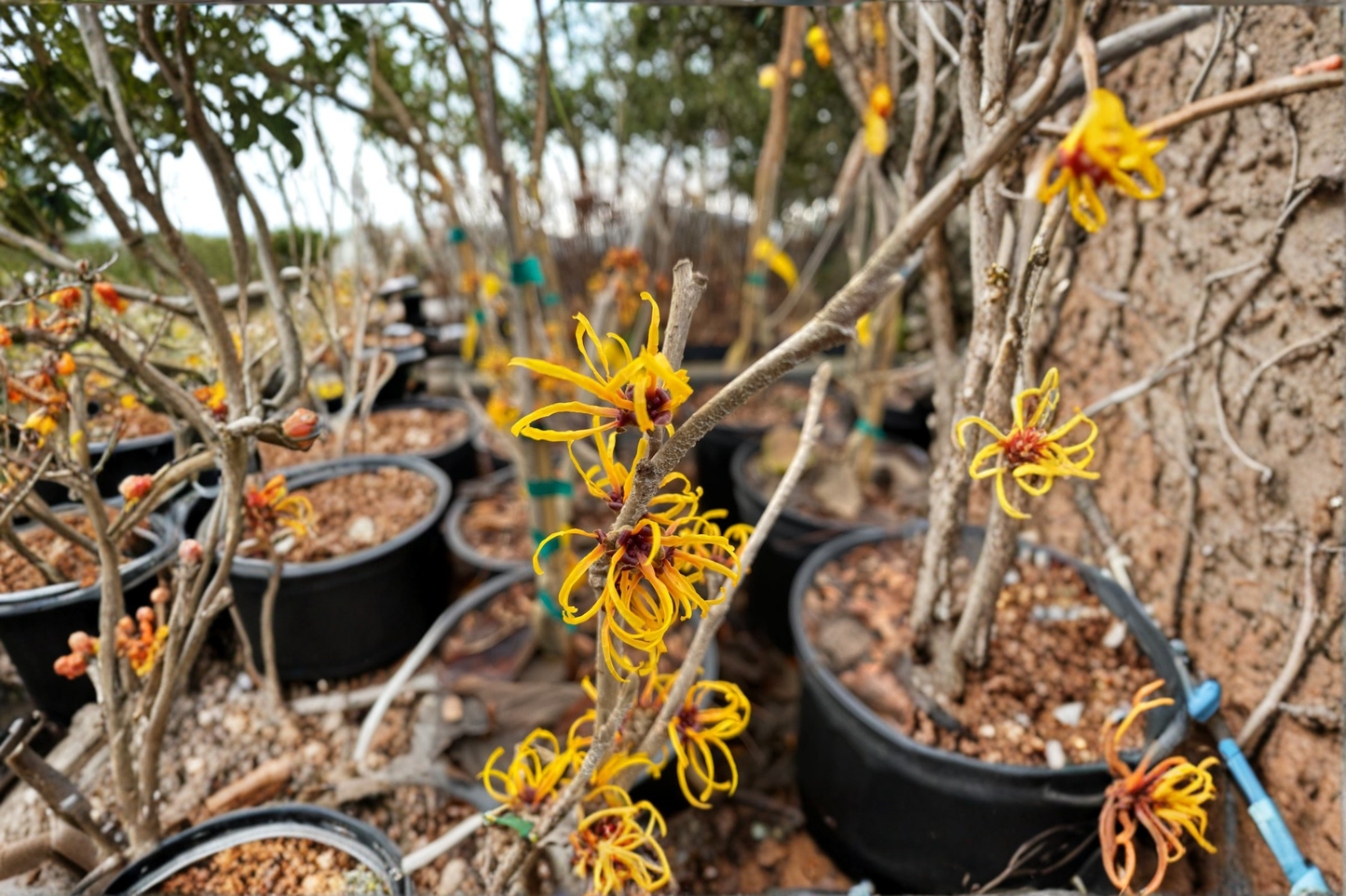 Basma Witch Hazel Live Plant 12 Inch Graft Red Winter Bloom Shrub Hamamelis intermedia