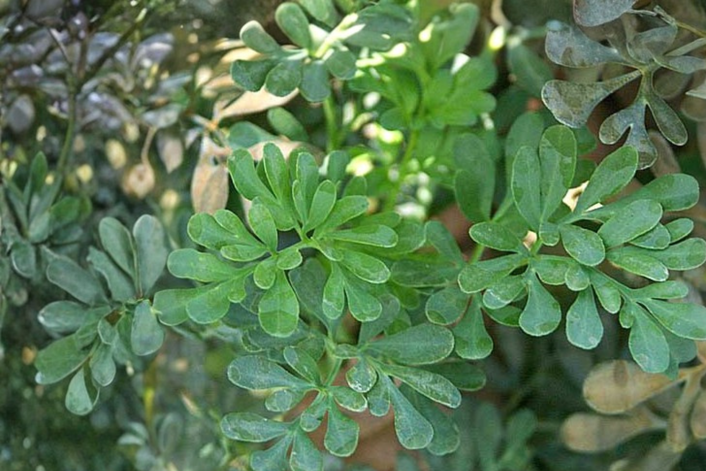 Rue Live Starter Clump - Multiple Seedlings Ready to Transplant - Ruta graveolens