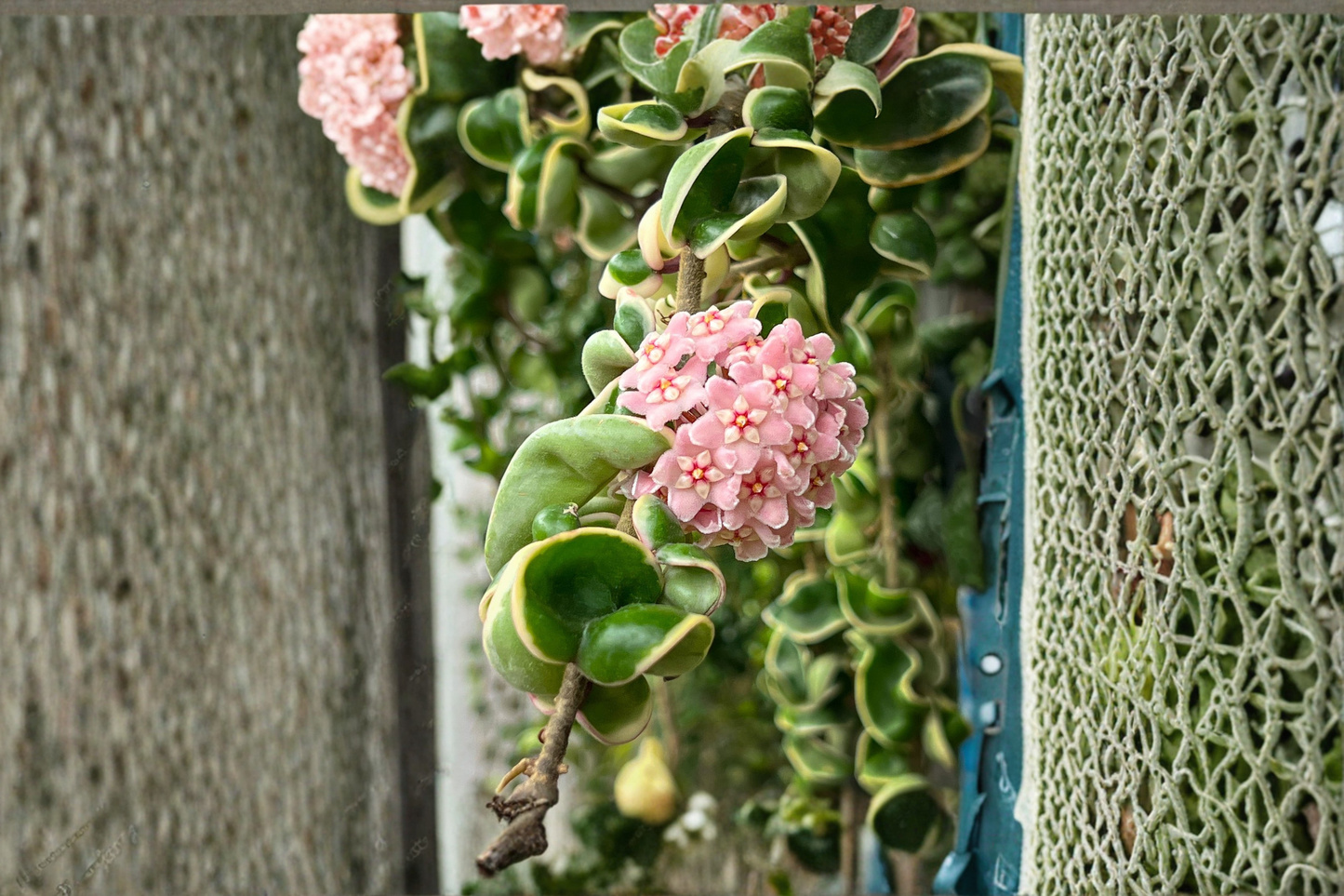 Variegated Hoya Compacta Plant | Rooted Hindu Rope Houseplant | Indoor Trailing Wax Plant | Hoya carnosa â€˜Compacta Variegataâ€™