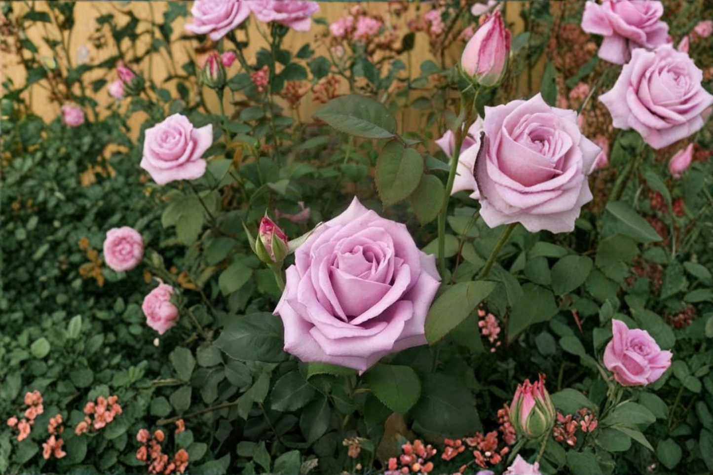 Blue Girl Rose Bush 3 Gallon – Mauve Lavender Hybrid Tea Flowering Shrub for Garden Beds & Borders