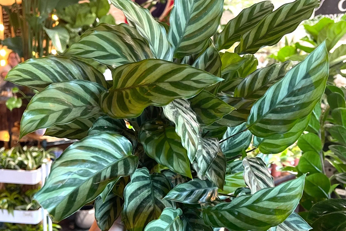 Calathea Freddie Live Rooted Starter House Plant – Easy Care Prayer Plant with Striped Foliage, Low Light Indoor Air Purifier