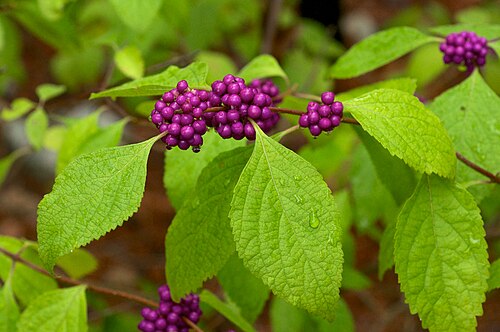 American Beautyberry Live Cuttings – Callicarpa americana Purple Berry Shrub for Wildlife Gardens