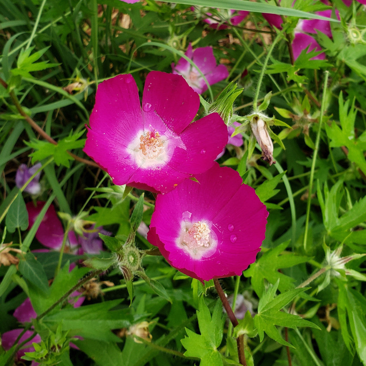 Callirhoe involucrata Seeds 15 Pack | Purple Poppy Mallow Wildflower for Bees & Pollinators | Native Drought-Tolerant Groundcover