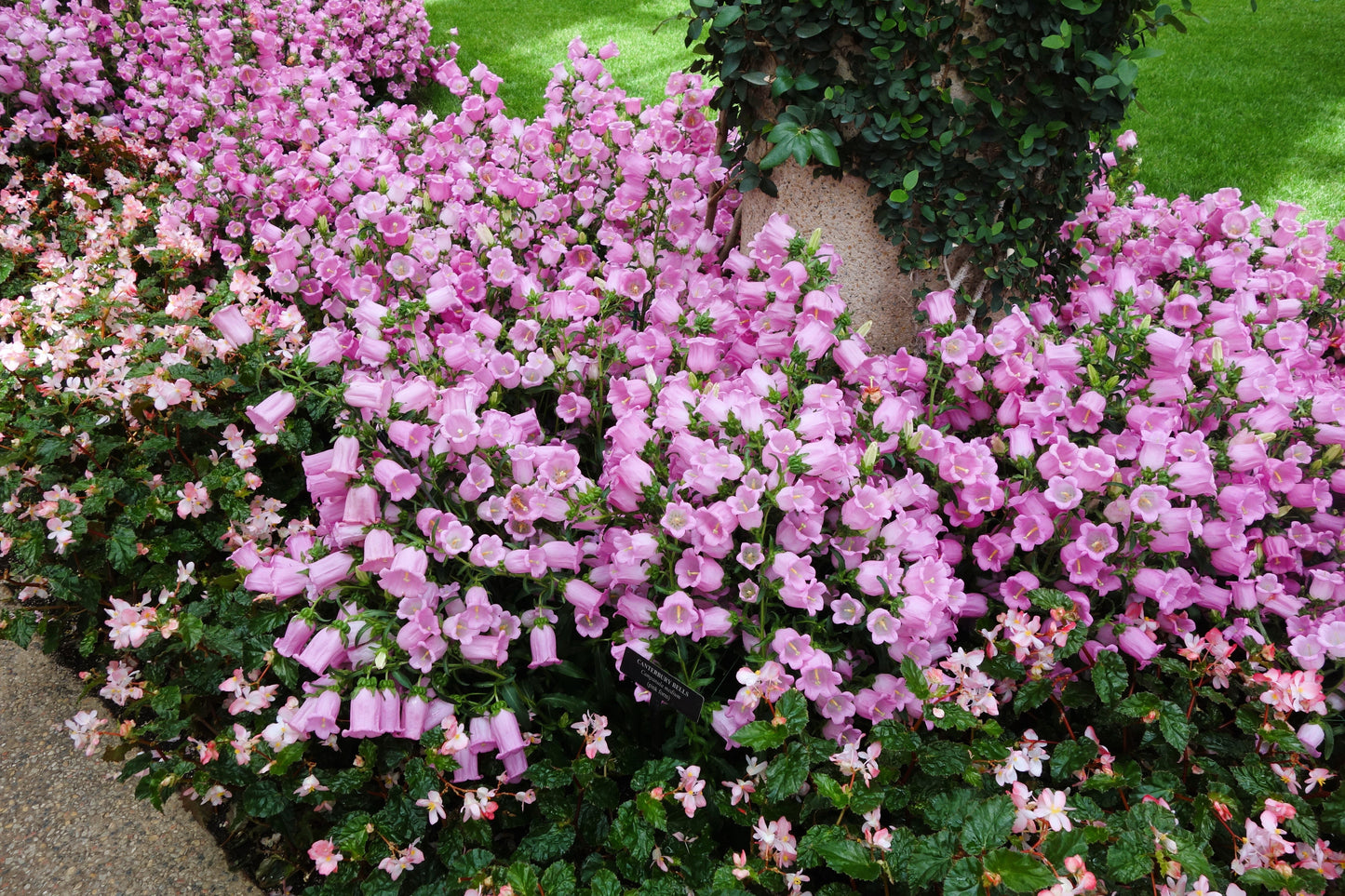 200 Rose Pink CANTERBURY BELLS - CAMPANULA Medium Flower Seeds