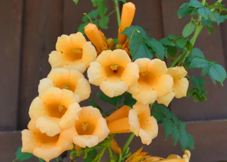 Live Yellow Trumpet Creeper Vine Plant in Pot – Campsis Radicans Climber for Fences & Arbors, Hummingbird Magnet, Hardy Perennial