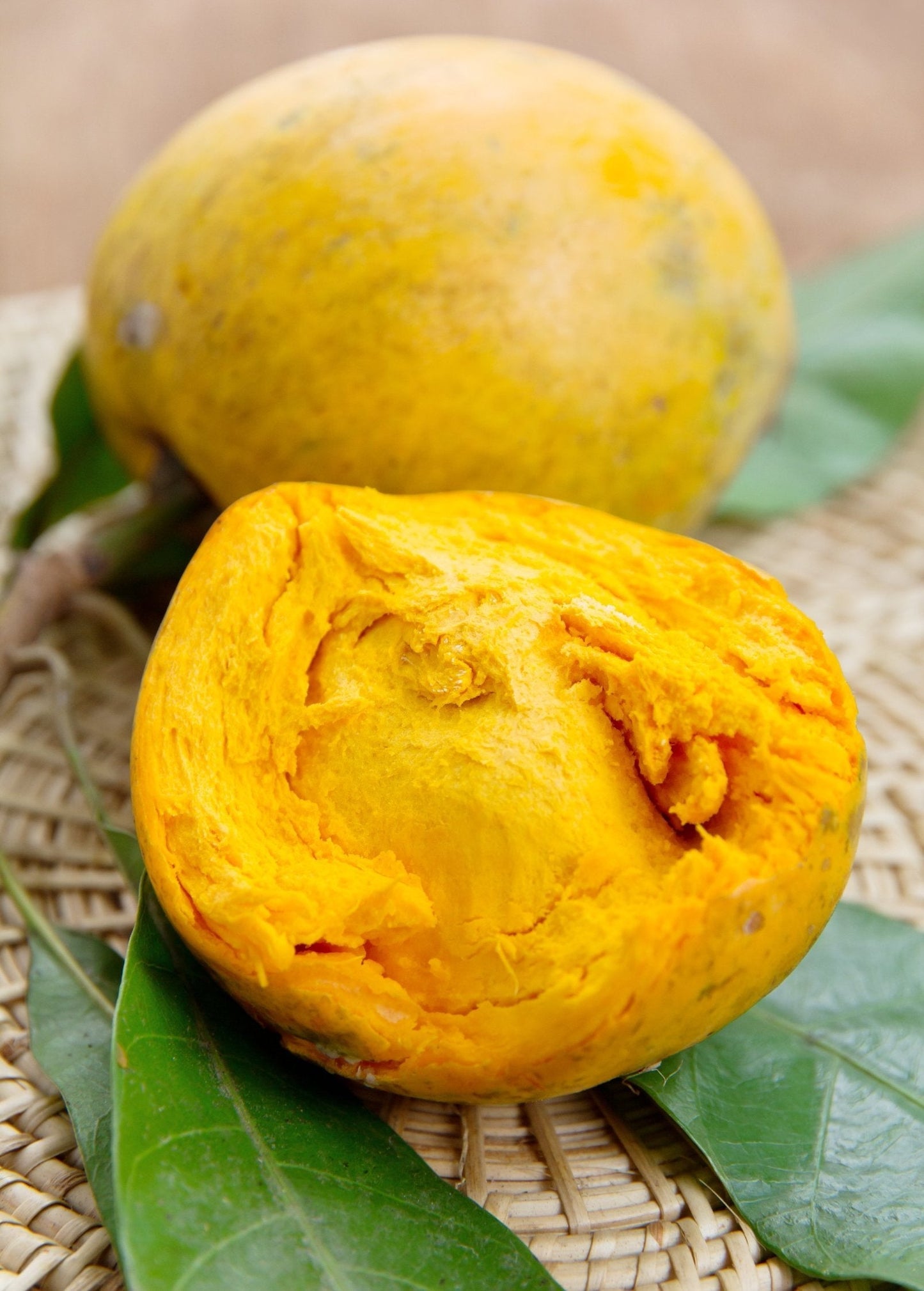 Canistel Pouteria campechiana Fruit Tree, Tropical Eggfruit, Yellow Sapote, Edible Fruit Plant