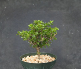 Pereskia portulacifolia Leafy Cactus Plant 6 Inch Live Ornamental Bonsai-Style Indoor Outdoor