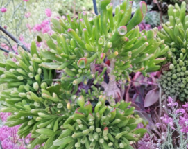 Ogre Ears Jade Plant Cuttings Set of 3, Crassula ovata ‘Gollum’, Dwarf Succulent, Unrooted Propagation Cuttings