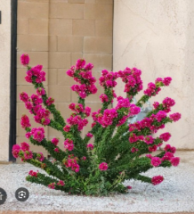 Torch Glow Bougainvillea Live Starter Plant - Ornamental Vining Shrub, Colorful Bracts, Bougainvillea â€˜Torch Glowâ€™