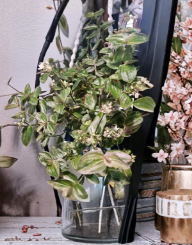 Tradescantia Sweet Tabby Mini Pink Sport Cuttings – Unrooted Houseplant Propagation Set of 3