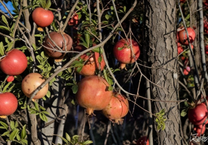 Unrooted Pomegranate Cuttings - 'Wonderful' Variety for Grafting & Propagation - Punica granatum
