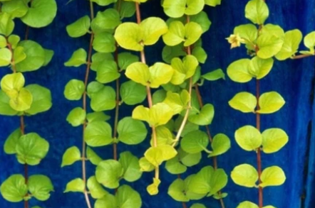 Golden Creeping Jenny Cuttings 10 Pack, Lysimachia nummularia ‘Aurea’ Groundcover, Trailing Plant for Baskets & Borders