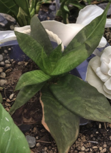 Unrooted Snake Plant Cuttings – 3 Leaf Segments, 4 Inches, Sansevieria spp. Indoor Houseplant Propagation